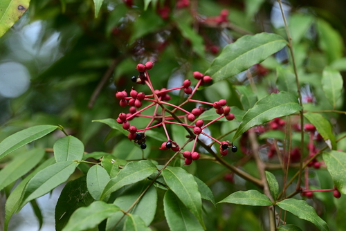 Zanthoxylum esquirolii