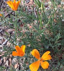 Eschscholzia californica