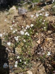 Cryptantha oxygona