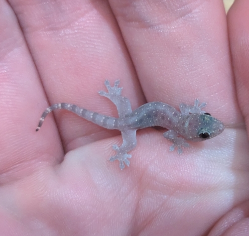Butler's Dtella, Gehyra mutilata