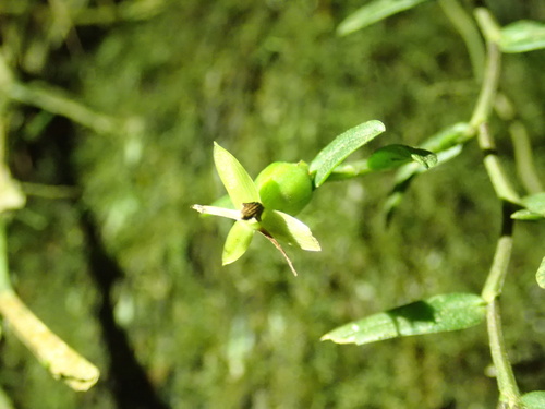 Epidendrum repens, photograph 2