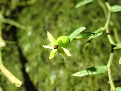 author not stated, no rights reserved Epidendrum repens, photograph author not stated, no rights reserved