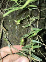 author not stated, no rights reserved Epidendrum repens, photograph author not stated, no rights reserved