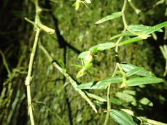 author not stated, no rights reserved Epidendrum repens, photograph author not stated, no rights reserved