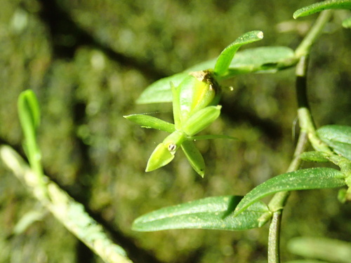 Epidendrum repens, photograph 5