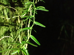 Epidendrum repens, photograph author not stated, no rights reserved