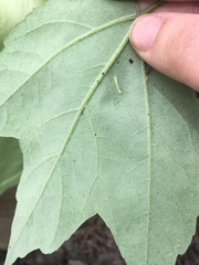 Acer rubrum drummondii