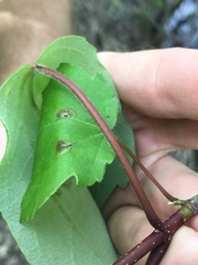 Acer rubrum drummondii
