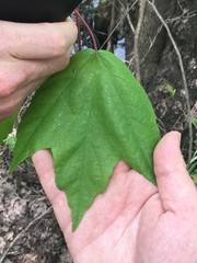 Acer rubrum drummondii