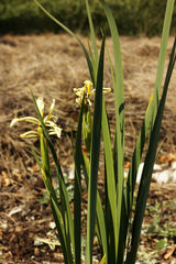 Iris halophila