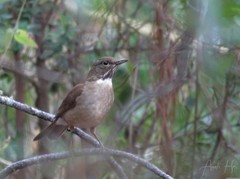 Turdus assimilis