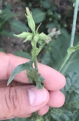 Nicotiana quadrivalvis