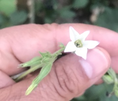 Nicotiana quadrivalvis
