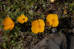 Eschscholzia lobbii