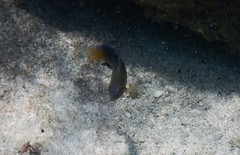 Stegastes leucostictus