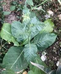 Nicotiana quadrivalvis