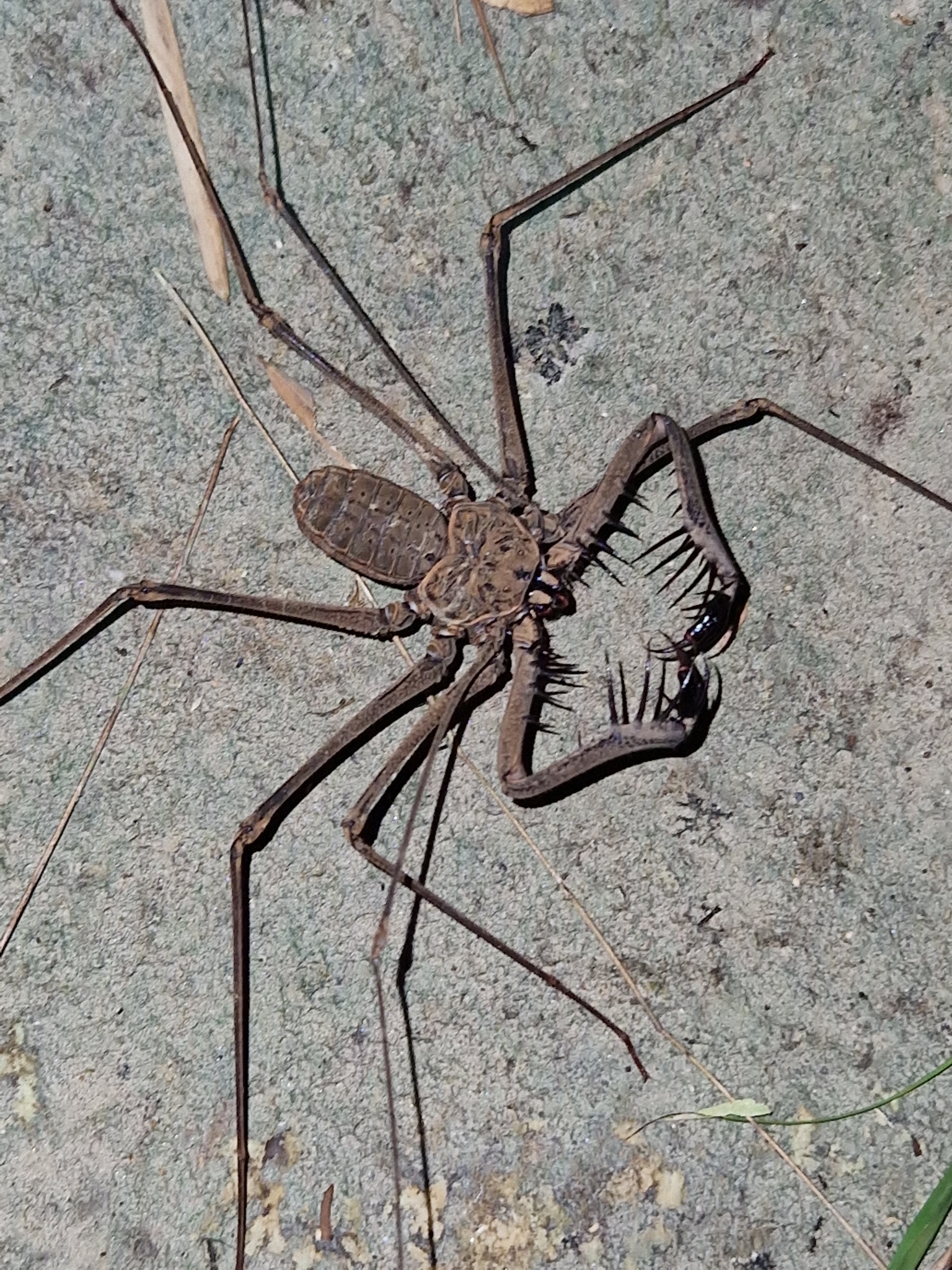 Heterophrynus batesii (Butler, 1873)