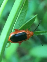 Disonycha discoidea