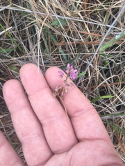 Polygala crenata