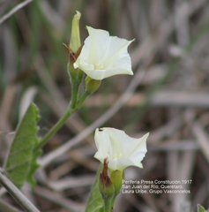 Convolvulus crenatifolius