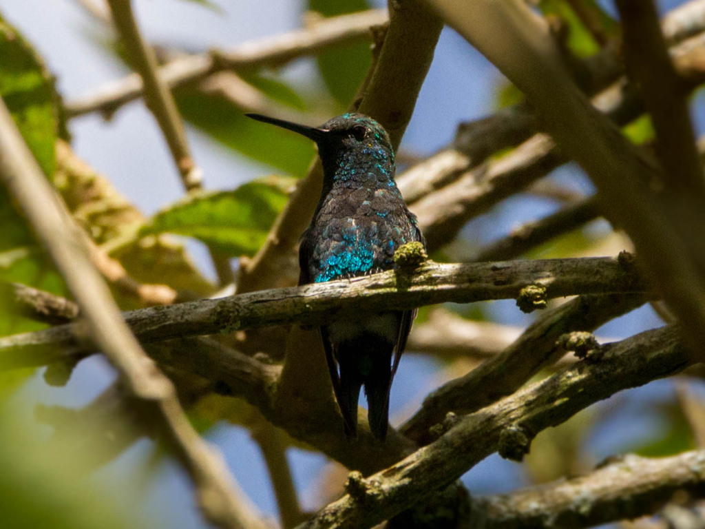 Narrow-tailed Emerald photo
