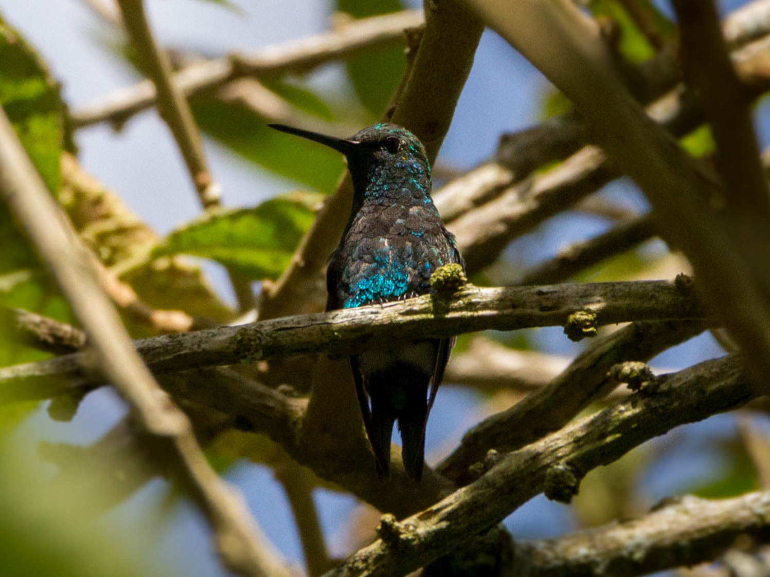 Narrow-tailed Emerald illustration