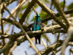 Narrow-Tailed Emerald photo 2