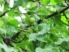 Pyrus ussuriensis