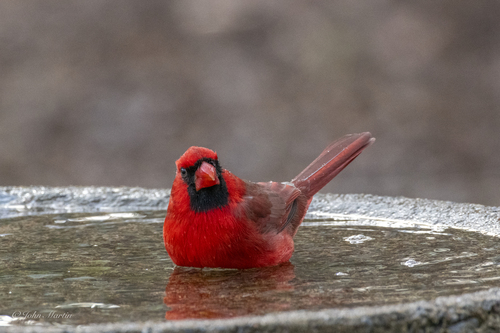 Northern Cardinal photographed in South Carolina