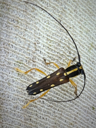 Menesia signifera