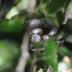 Trochilidae