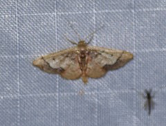 Idaea kendallaria