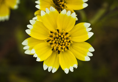Layia chrysanthemoides