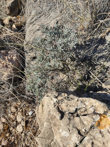 Image of Helianthemum syriacum by (c) Antonio Requena Serrano, some rights reserved (CC BY)