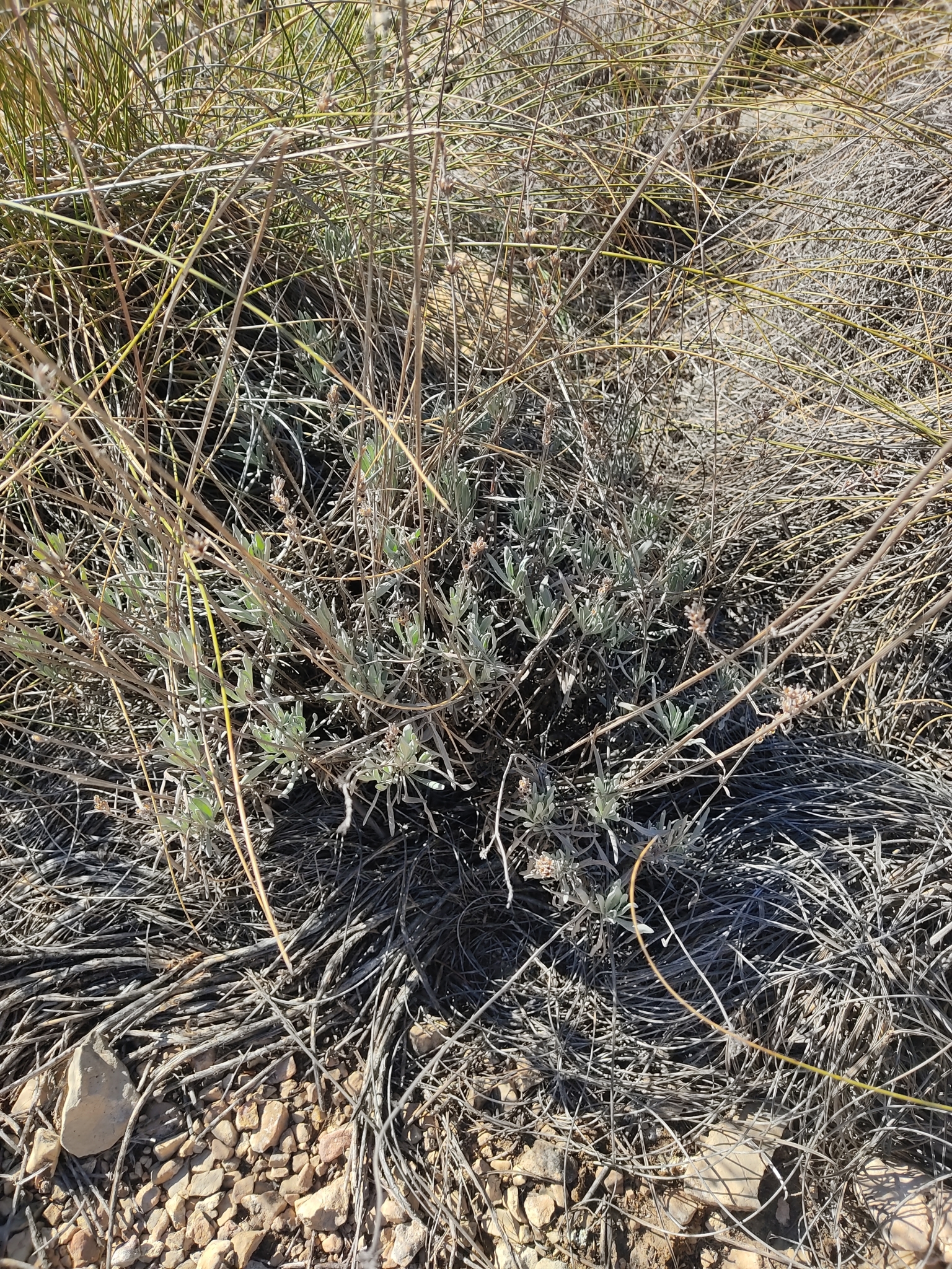 Imagem de Lavanda