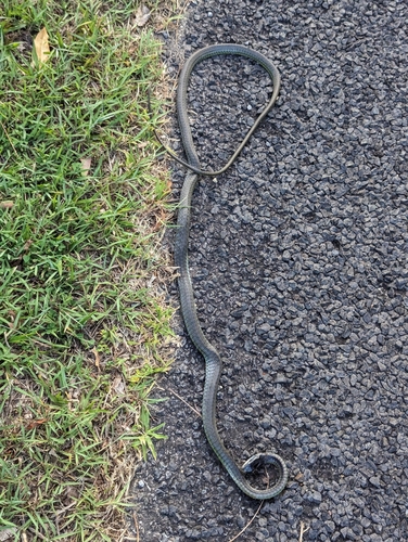 Common Tree Snake sighting