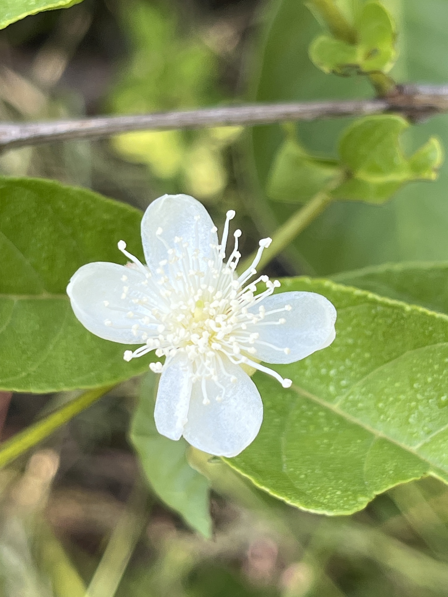 Imagem de Araçá-do-campo