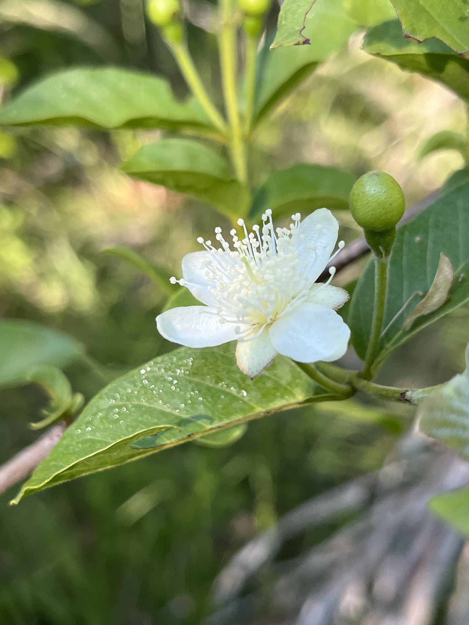 Imagem de Araçá-do-campo