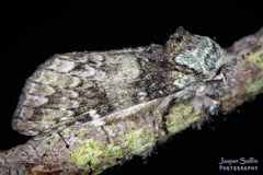 Macrurocampa marthesia