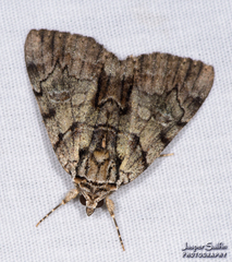 Catocala praeclara