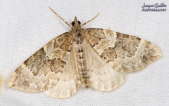 Eulithis explanata