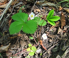 Fragaria orientalis