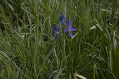 Camassia leichtlinii