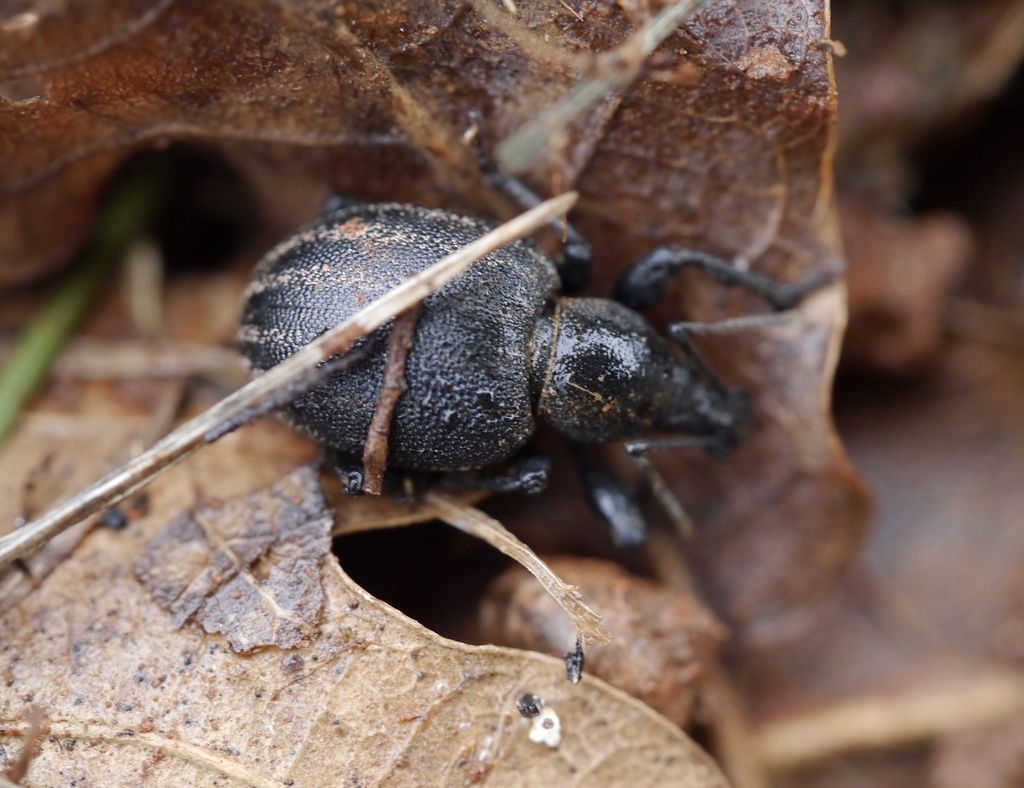 Otiorhynchus alutaceus