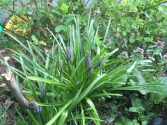 Hyacinthoides hispanica