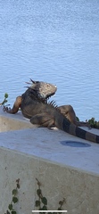 Iguanidae