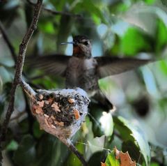 Calypte anna