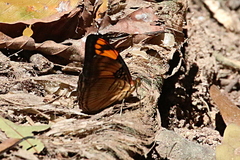 Adelpha mesentina