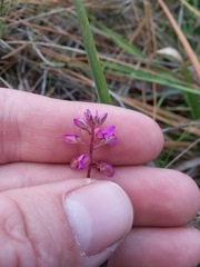 Polygala crenata