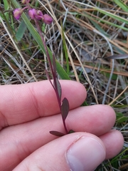 Polygala crenata